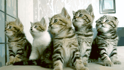 Five-kittens-GIF.gif
