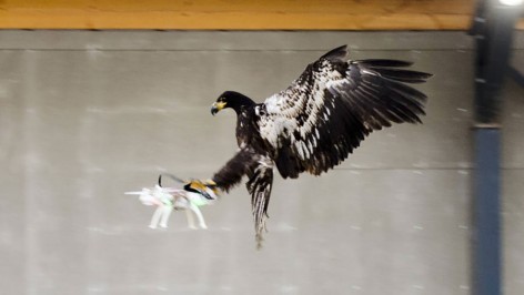 eagle-takes-down-dji-drone