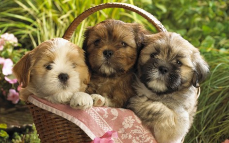 Cute-3-Puppies-Wallpaper