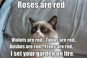 rosesareredgrumpycat