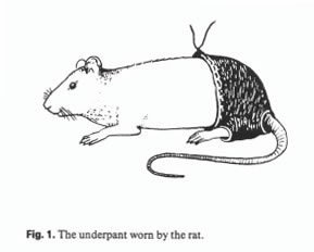 the-underpant-worn-by-the-rat1