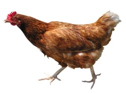animal-chicken