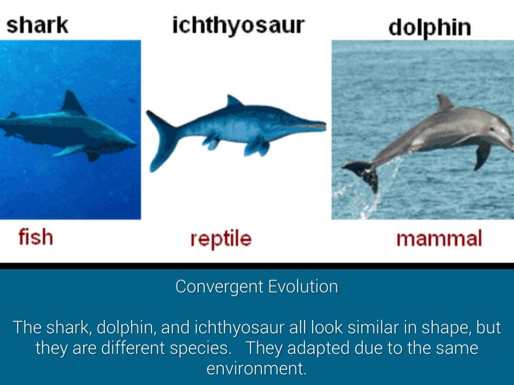 Convergent Evolution Sharks And Dolphins