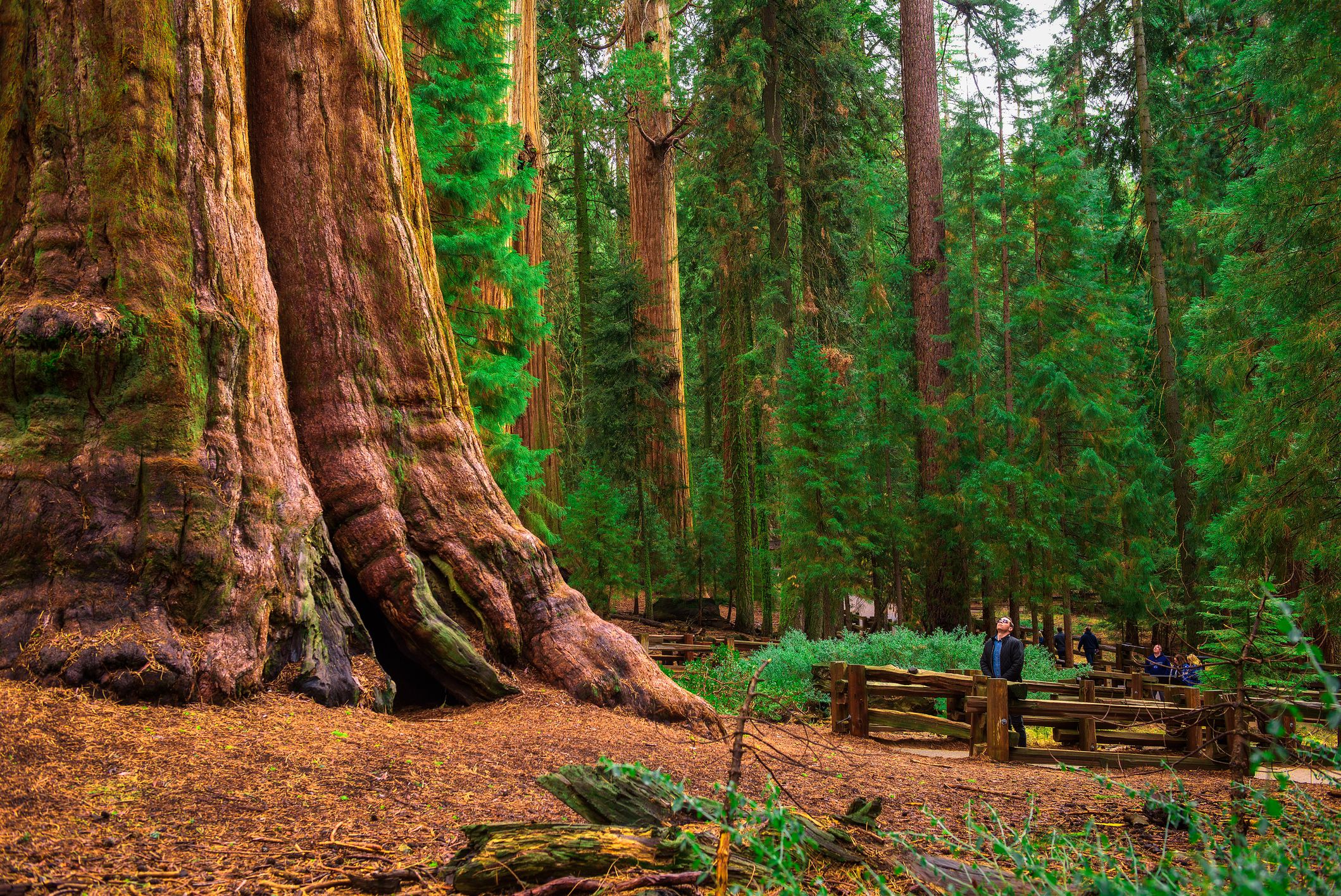 RPG: World Building Workshop - Planting Your Forests - Bell of Lost Souls